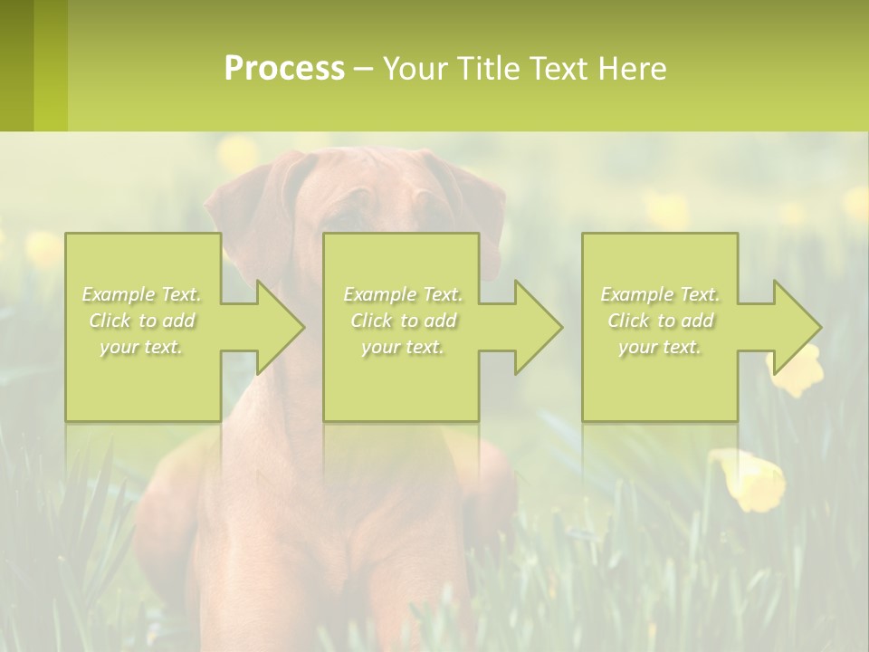 A Brown Dog Sitting In A Field Of Yellow Flowers PowerPoint Template