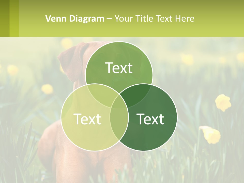 A Brown Dog Sitting In A Field Of Yellow Flowers PowerPoint Template