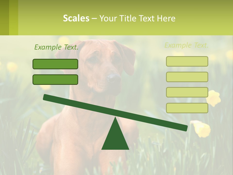 A Brown Dog Sitting In A Field Of Yellow Flowers PowerPoint Template