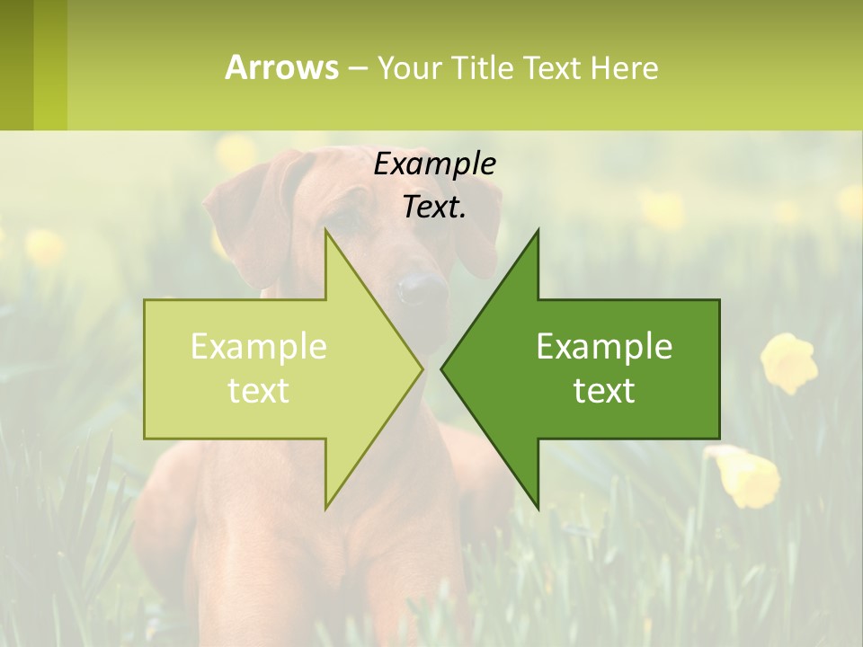 A Brown Dog Sitting In A Field Of Yellow Flowers PowerPoint Template