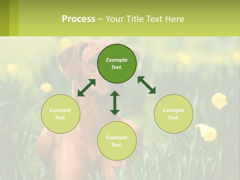 A Brown Dog Sitting In A Field Of Yellow Flowers PowerPoint Template