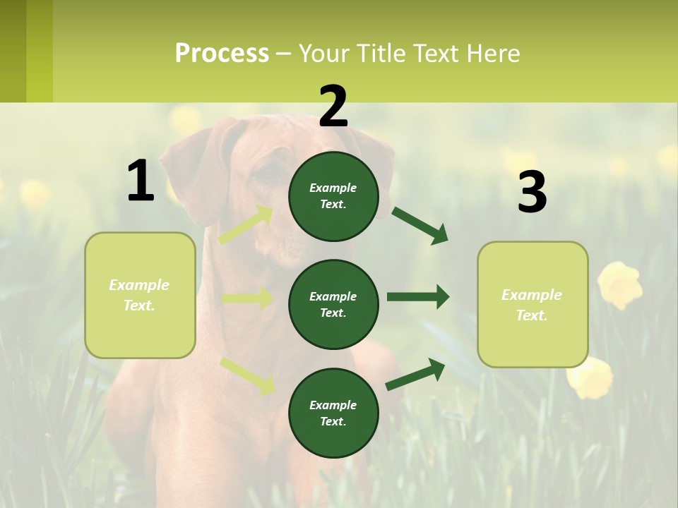 A Brown Dog Sitting In A Field Of Yellow Flowers PowerPoint Template