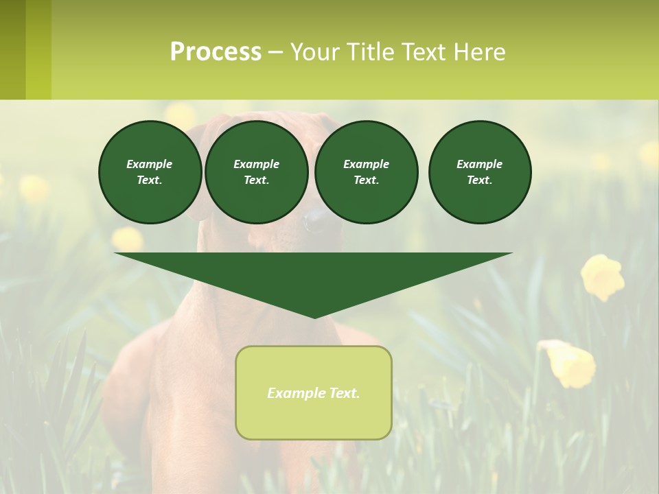 A Brown Dog Sitting In A Field Of Yellow Flowers PowerPoint Template