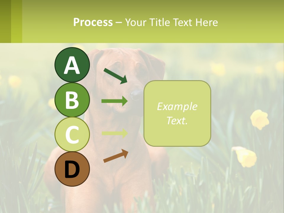 A Brown Dog Sitting In A Field Of Yellow Flowers PowerPoint Template