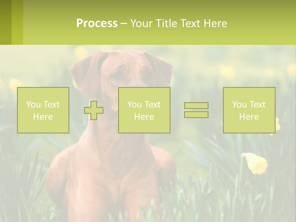 A Brown Dog Sitting In A Field Of Yellow Flowers PowerPoint Template