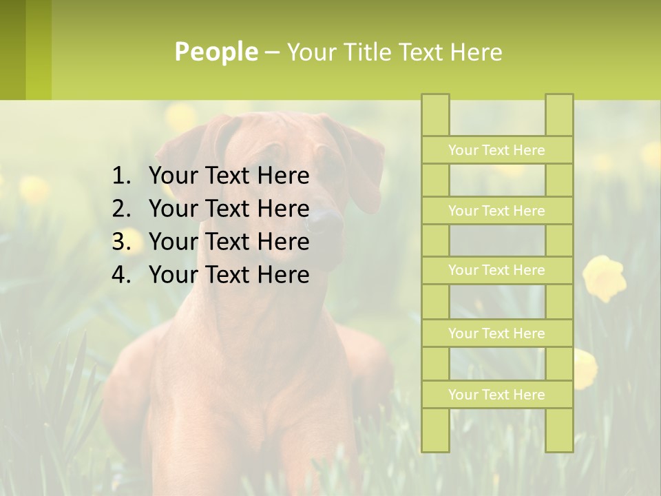 A Brown Dog Sitting In A Field Of Yellow Flowers PowerPoint Template