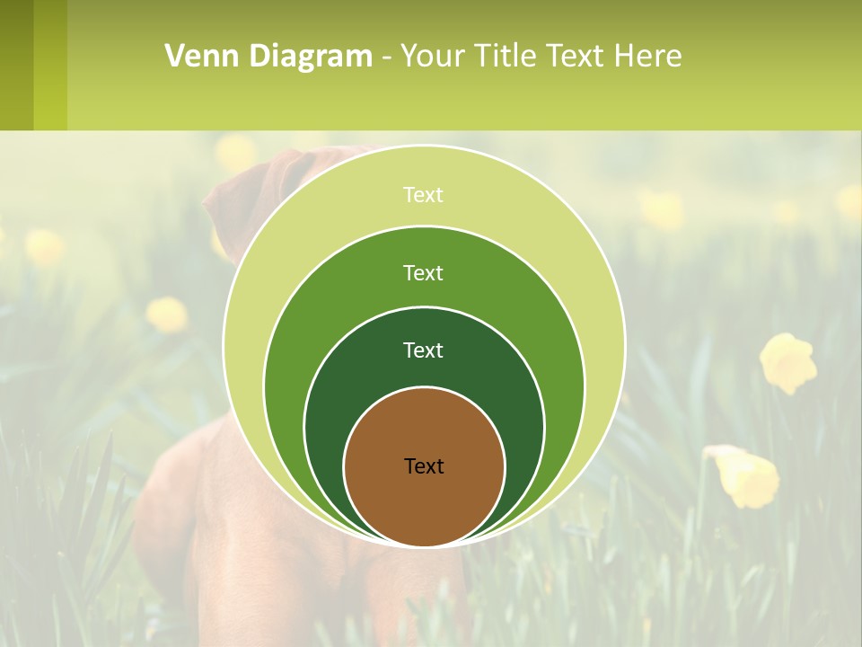 A Brown Dog Sitting In A Field Of Yellow Flowers PowerPoint Template