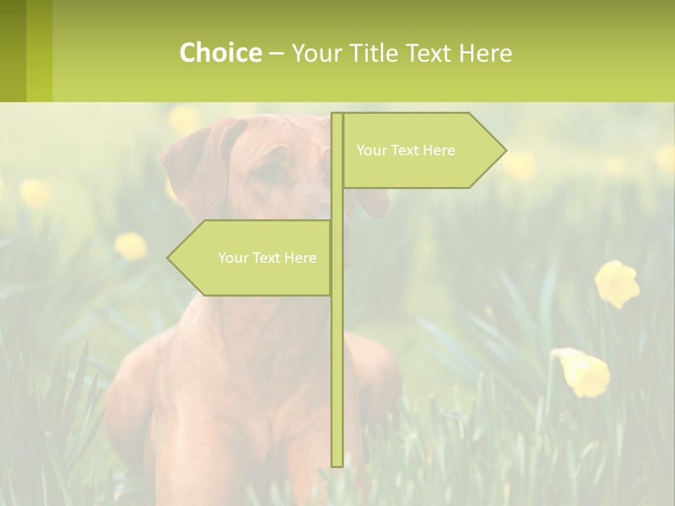 A Brown Dog Sitting In A Field Of Yellow Flowers PowerPoint Template