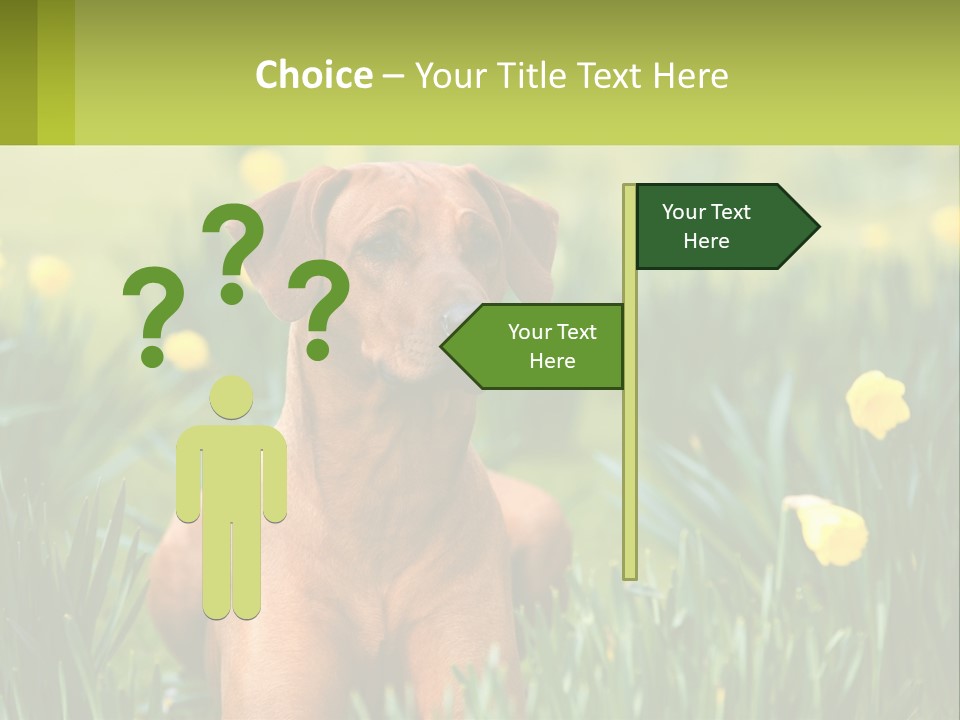 A Brown Dog Sitting In A Field Of Yellow Flowers PowerPoint Template