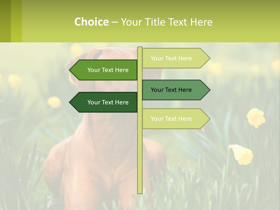 A Brown Dog Sitting In A Field Of Yellow Flowers PowerPoint Template