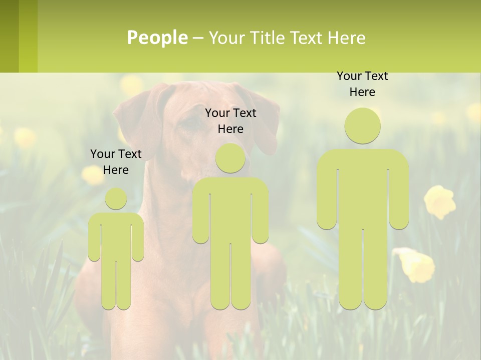 A Brown Dog Sitting In A Field Of Yellow Flowers PowerPoint Template