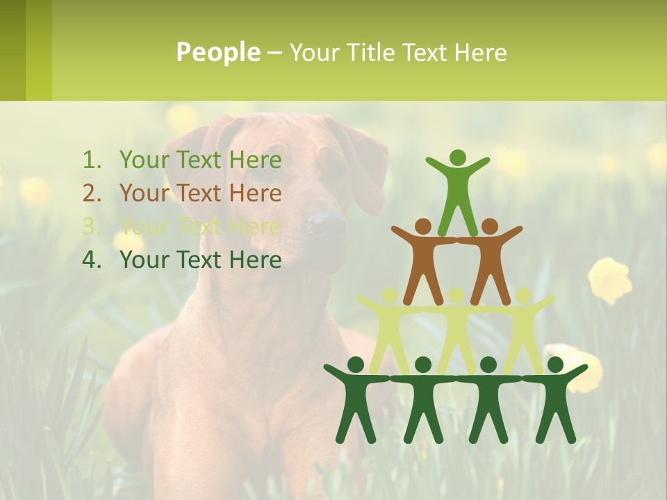 A Brown Dog Sitting In A Field Of Yellow Flowers PowerPoint Template