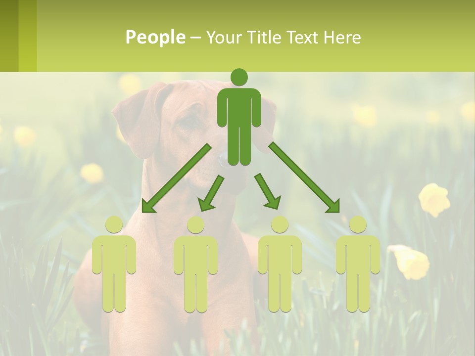 A Brown Dog Sitting In A Field Of Yellow Flowers PowerPoint Template