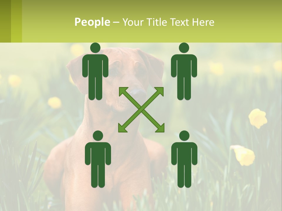A Brown Dog Sitting In A Field Of Yellow Flowers PowerPoint Template