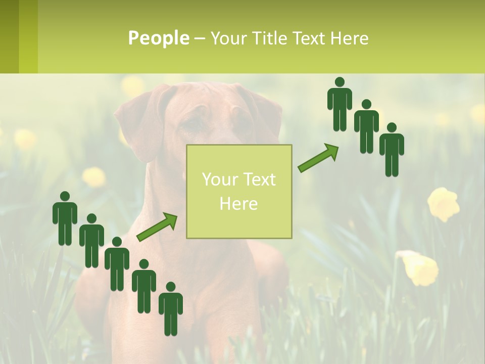 A Brown Dog Sitting In A Field Of Yellow Flowers PowerPoint Template