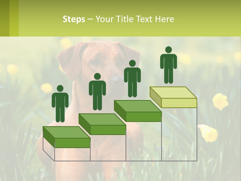 A Brown Dog Sitting In A Field Of Yellow Flowers PowerPoint Template