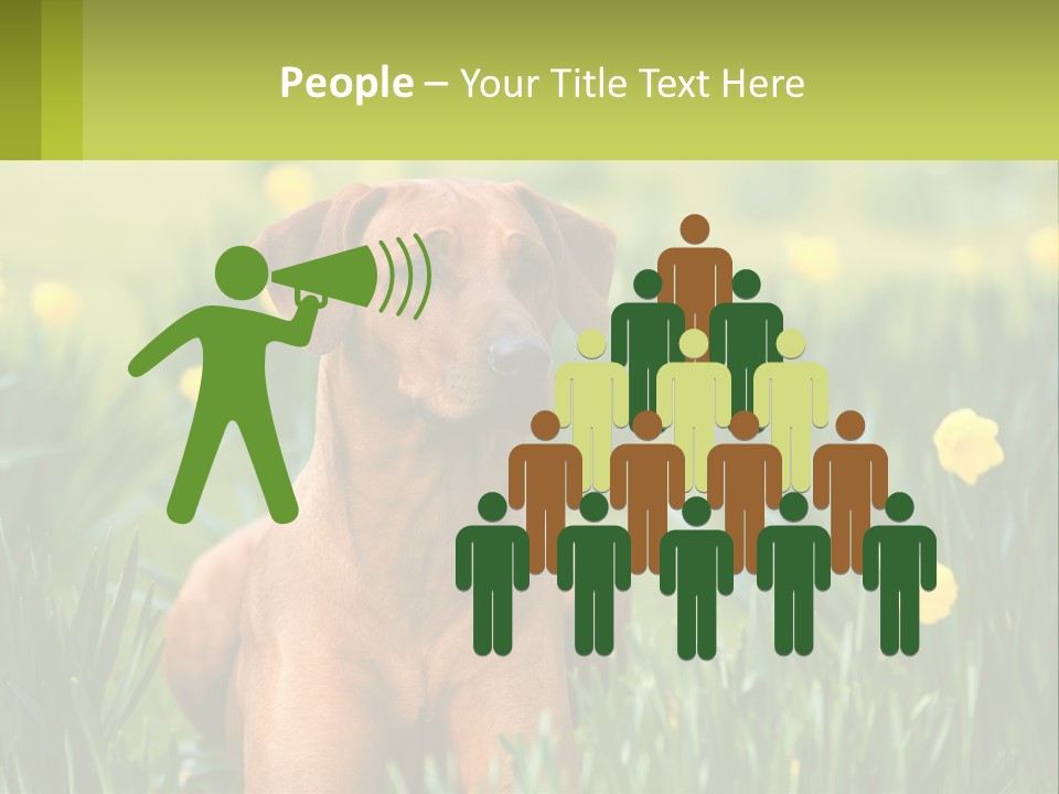 A Brown Dog Sitting In A Field Of Yellow Flowers PowerPoint Template