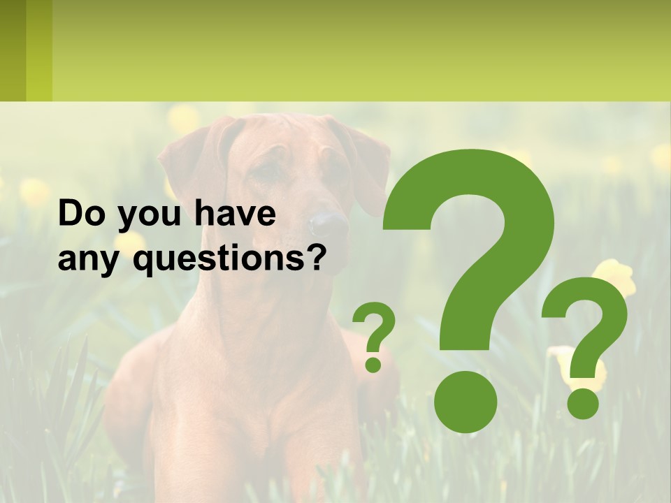 A Brown Dog Sitting In A Field Of Yellow Flowers PowerPoint Template