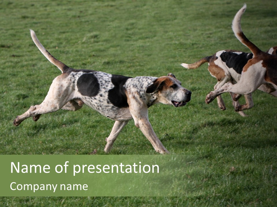A Group Of Dogs Running In A Field Of Grass PowerPoint Template