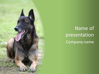 A German Shepherd Laying Down In The Grass PowerPoint Template