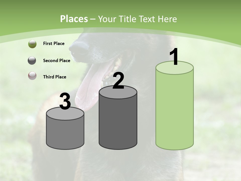 A German Shepherd Laying Down In The Grass PowerPoint Template