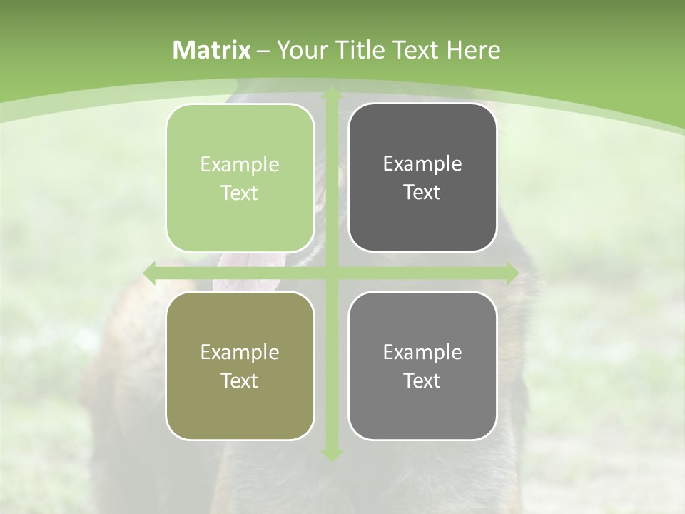 A German Shepherd Laying Down In The Grass PowerPoint Template