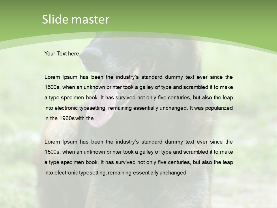 A German Shepherd Laying Down In The Grass PowerPoint Template