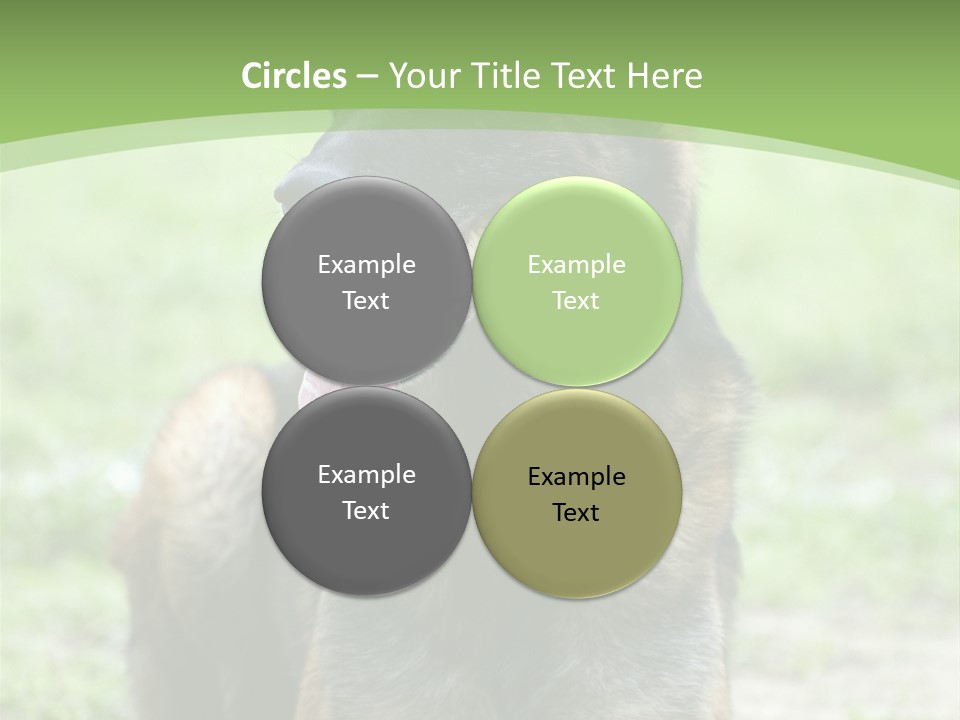 A German Shepherd Laying Down In The Grass PowerPoint Template