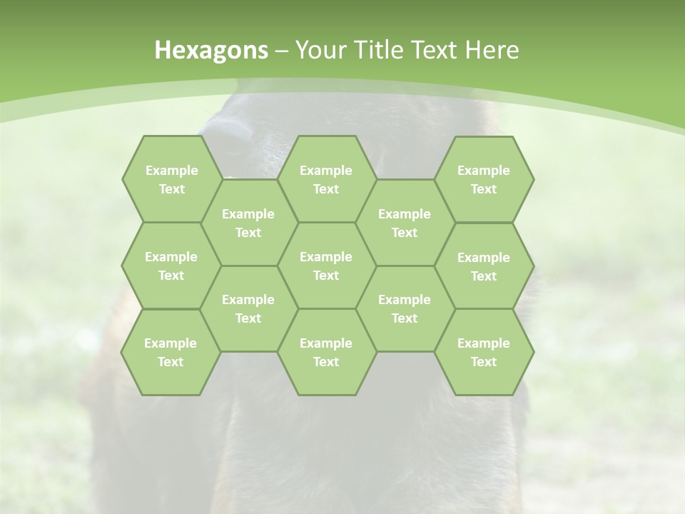 A German Shepherd Laying Down In The Grass PowerPoint Template