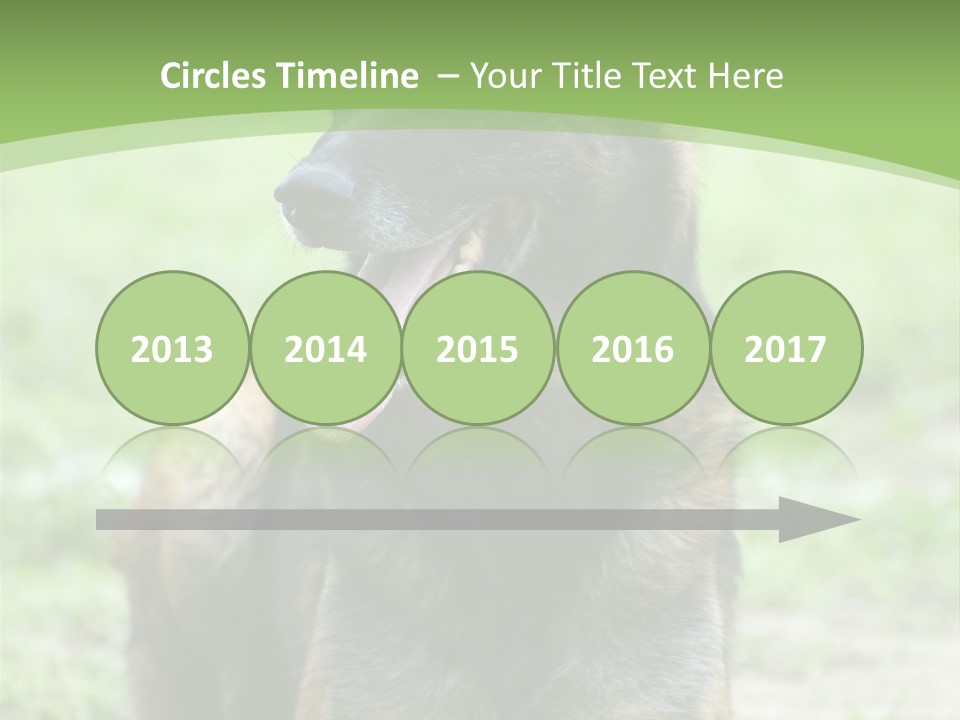 A German Shepherd Laying Down In The Grass PowerPoint Template