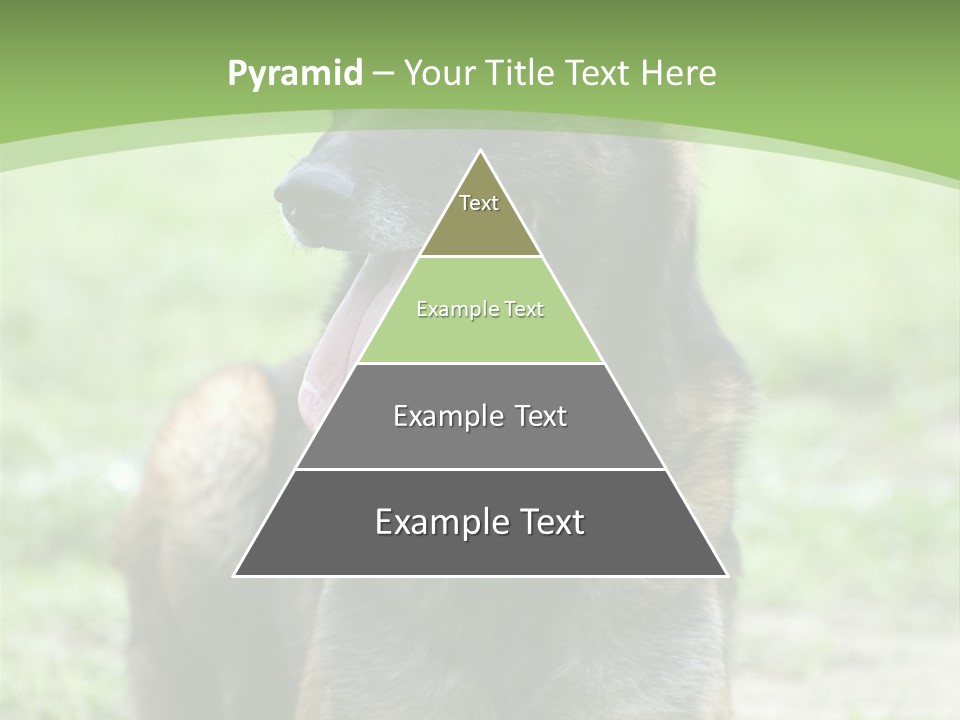A German Shepherd Laying Down In The Grass PowerPoint Template