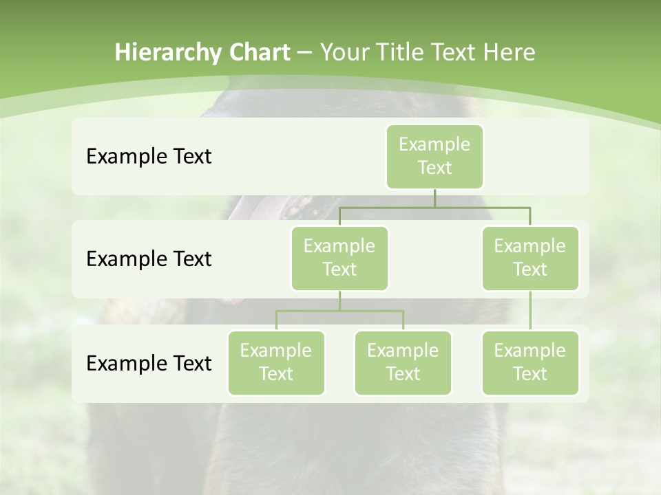 A German Shepherd Laying Down In The Grass PowerPoint Template