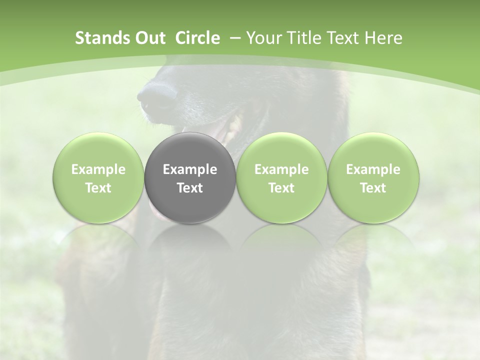 A German Shepherd Laying Down In The Grass PowerPoint Template