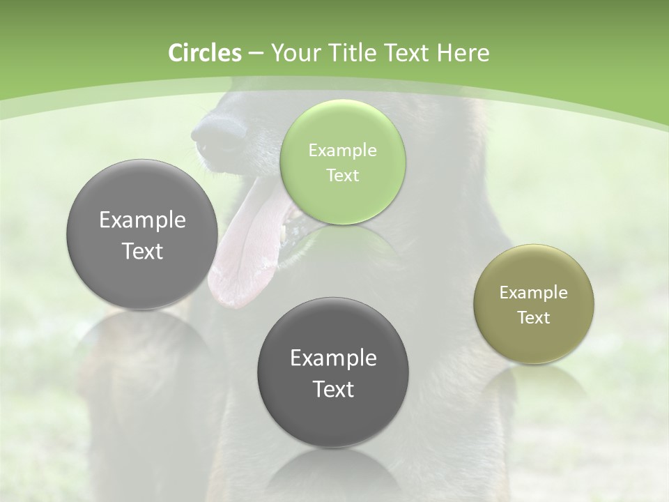 A German Shepherd Laying Down In The Grass PowerPoint Template