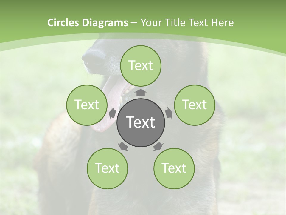 A German Shepherd Laying Down In The Grass PowerPoint Template