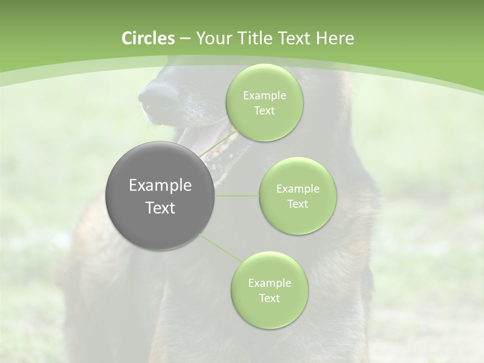 A German Shepherd Laying Down In The Grass PowerPoint Template