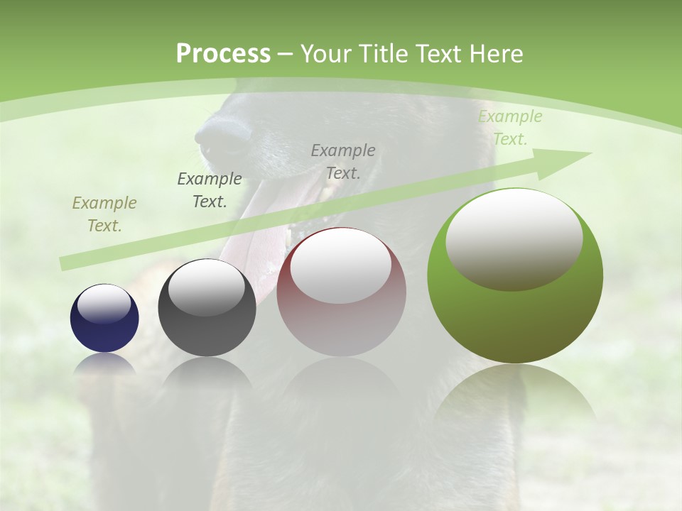 A German Shepherd Laying Down In The Grass PowerPoint Template