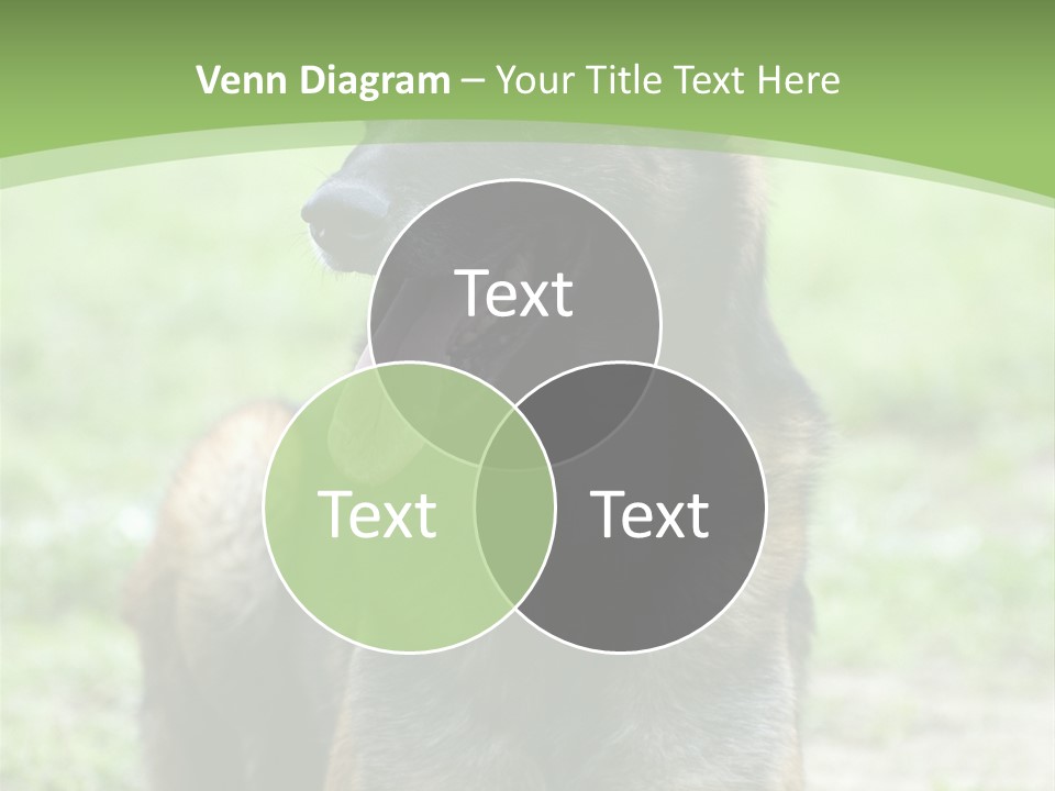 A German Shepherd Laying Down In The Grass PowerPoint Template