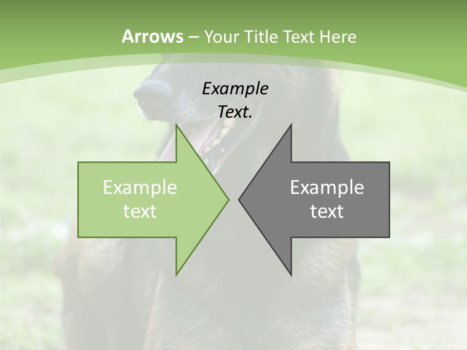 A German Shepherd Laying Down In The Grass PowerPoint Template