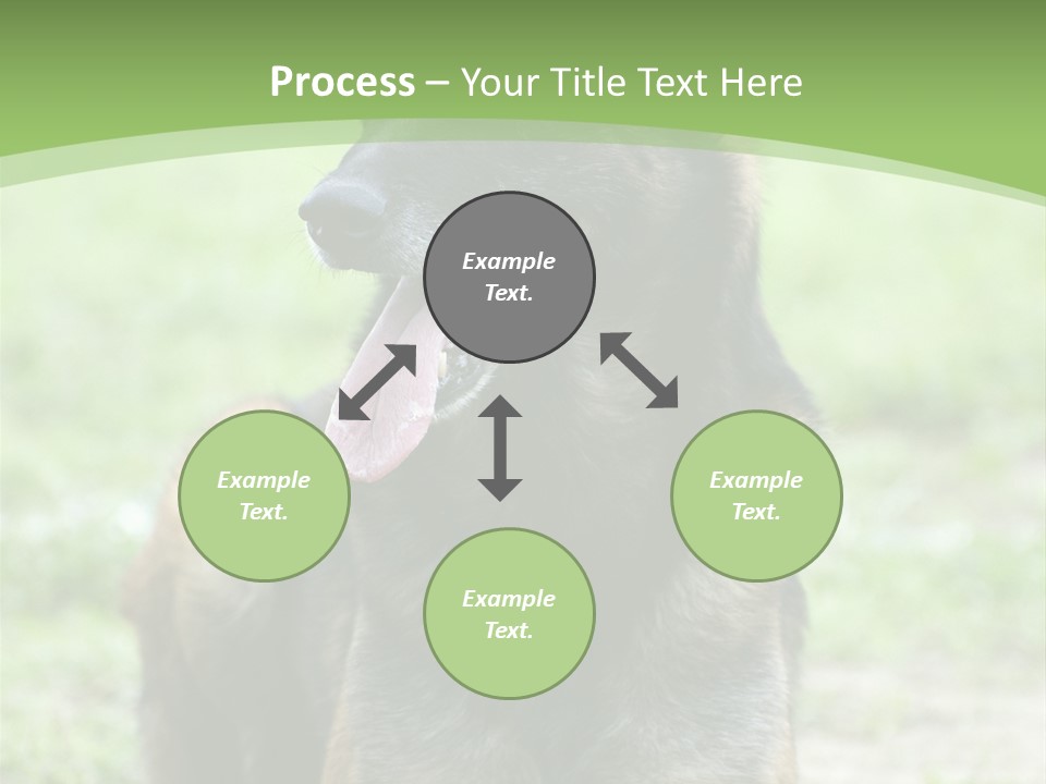 A German Shepherd Laying Down In The Grass PowerPoint Template
