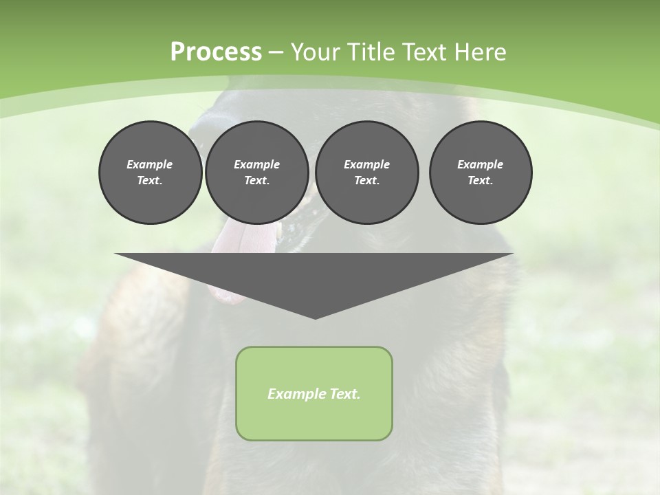 A German Shepherd Laying Down In The Grass PowerPoint Template