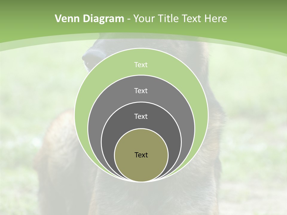 A German Shepherd Laying Down In The Grass PowerPoint Template