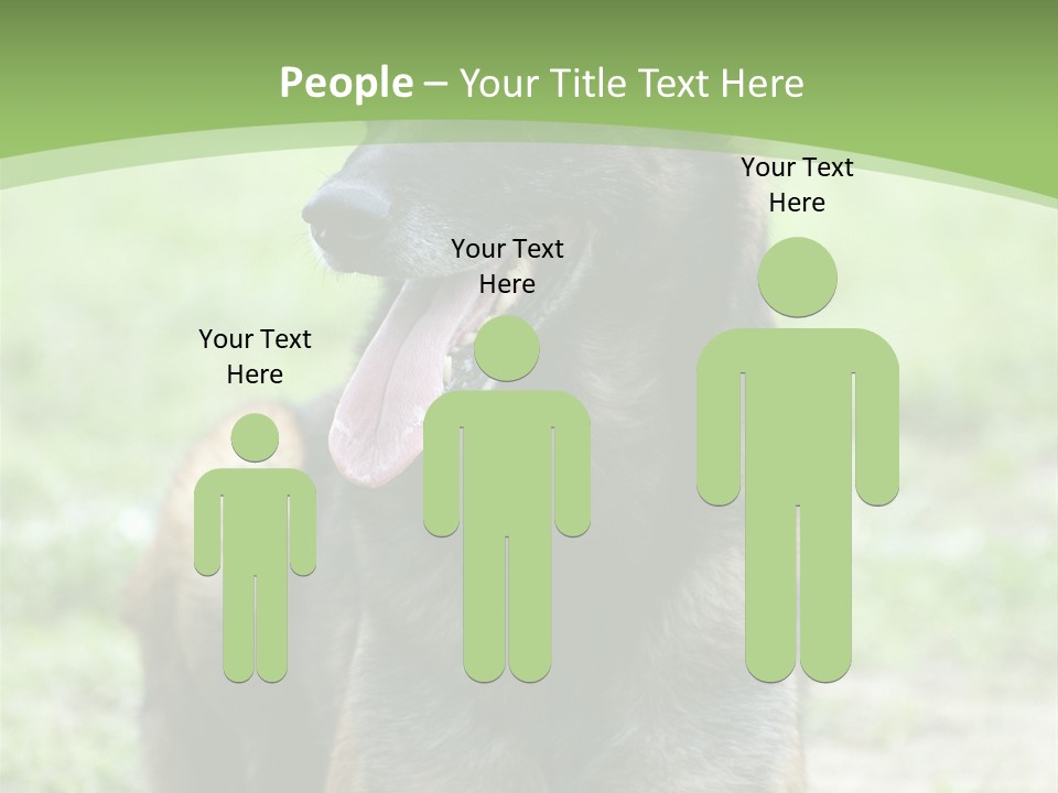 A German Shepherd Laying Down In The Grass PowerPoint Template