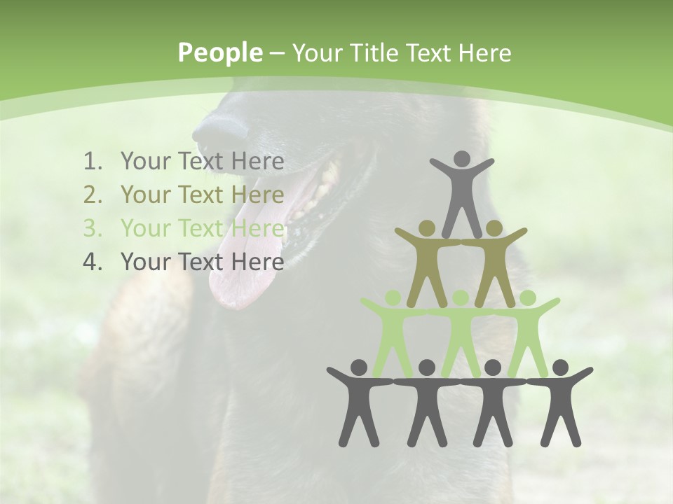 A German Shepherd Laying Down In The Grass PowerPoint Template