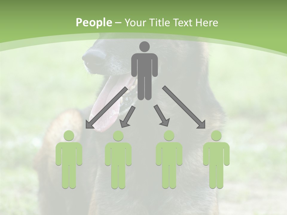 A German Shepherd Laying Down In The Grass PowerPoint Template
