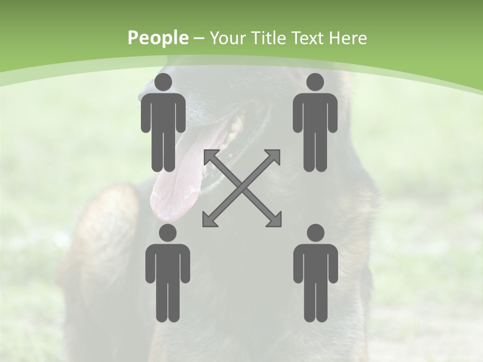 A German Shepherd Laying Down In The Grass PowerPoint Template