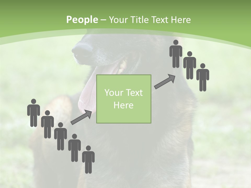 A German Shepherd Laying Down In The Grass PowerPoint Template