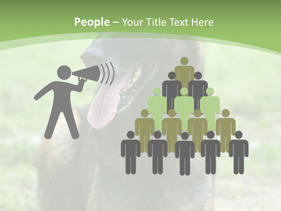 A German Shepherd Laying Down In The Grass PowerPoint Template