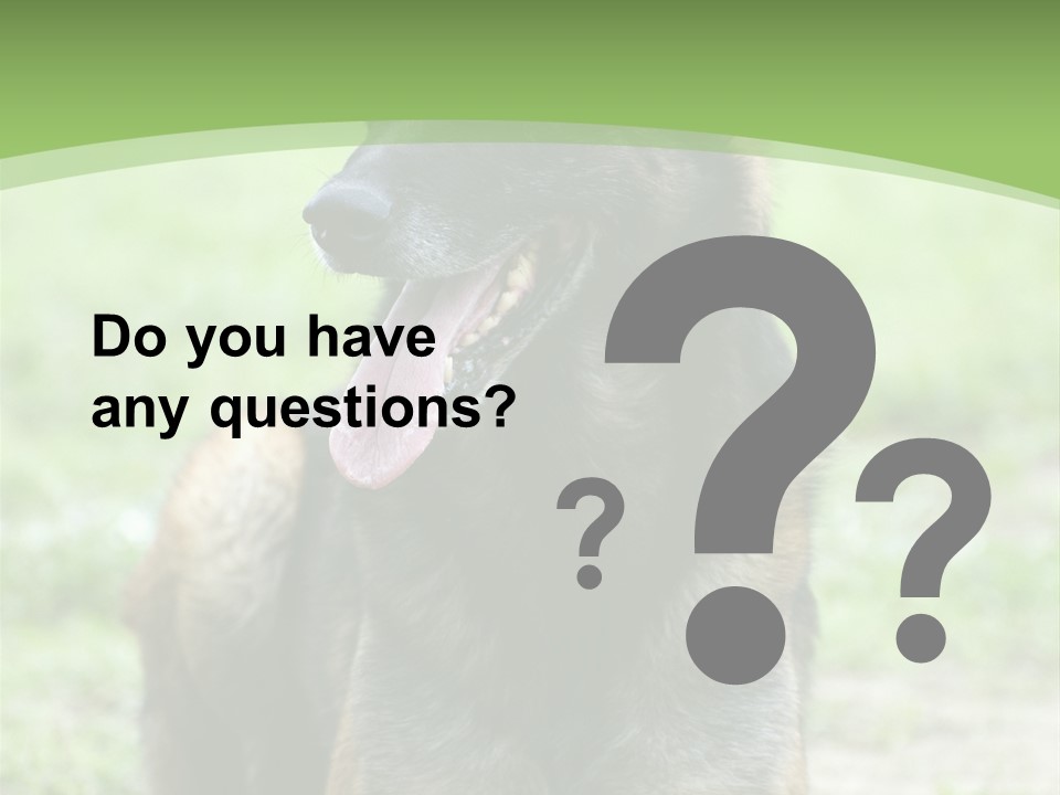 A German Shepherd Laying Down In The Grass PowerPoint Template