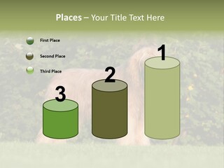 A Dog Standing In A Field With Trees In The Background PowerPoint Template